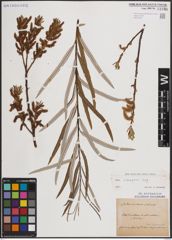 Foto von Salix eleagnos Scop.